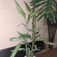 ドラセナ,ドラセナサンデリアーナ,ドラセナサンデリアーナ,ネコ好き,ネコと植物の画像