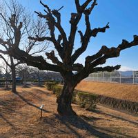 マツ,松ぼっくり,ヤシの木,カイノキ,アメリカディゴの画像