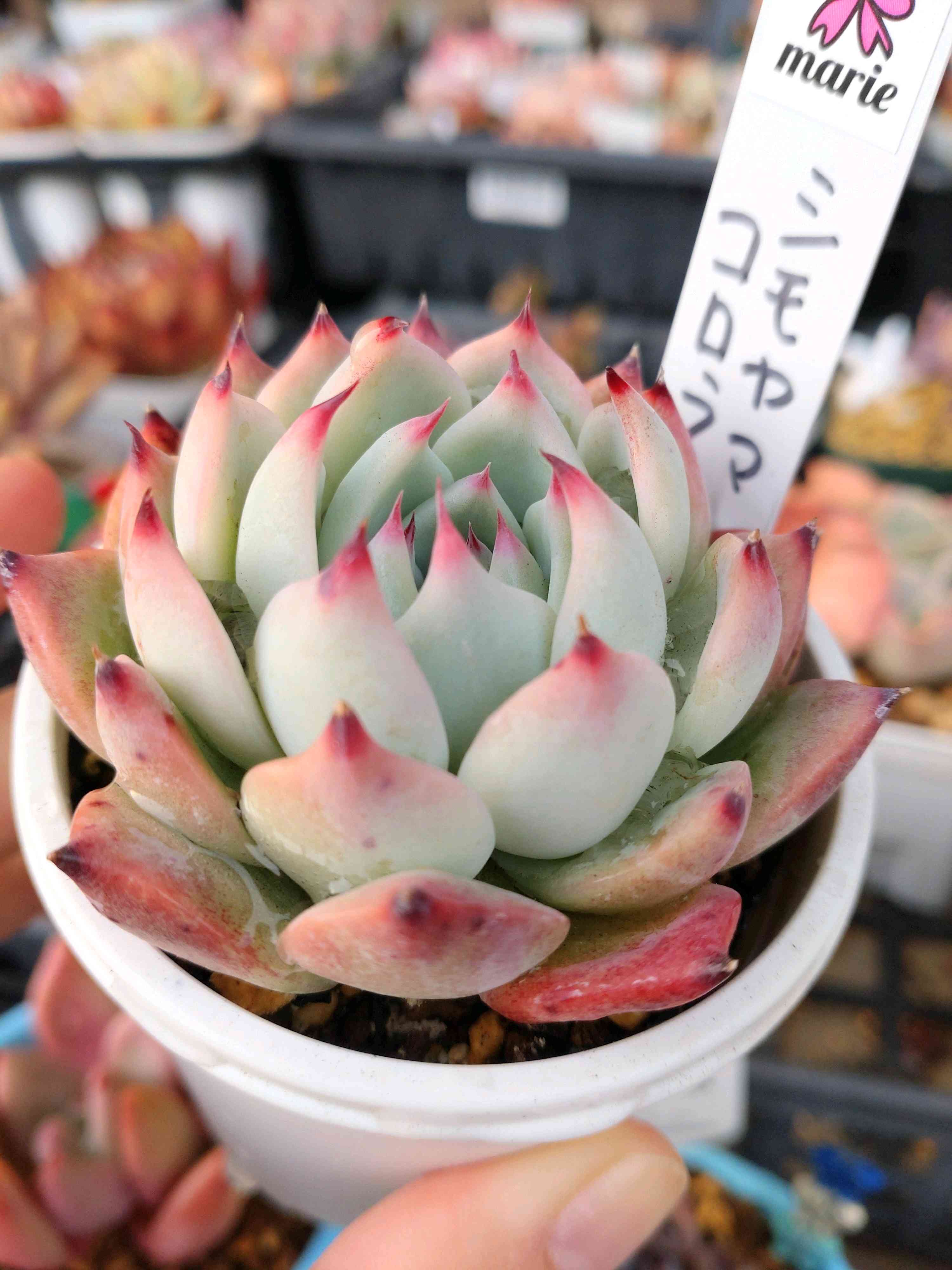 シモヤマコロラータの一覧｜🍀GreenSnap（グリーンスナップ）