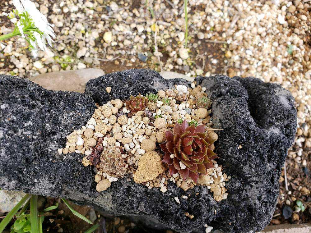 溶岩石に植えたセンペル｜🍀GreenSnap（グリーンスナップ）