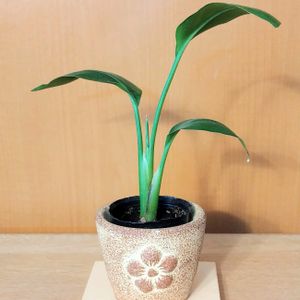 観葉植物,100均,100円ショップ,葉っぱ,観葉植物のある暮らしの画像