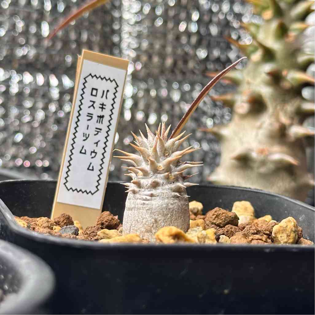 ロスラーツム パキポディウム | toA Succulent