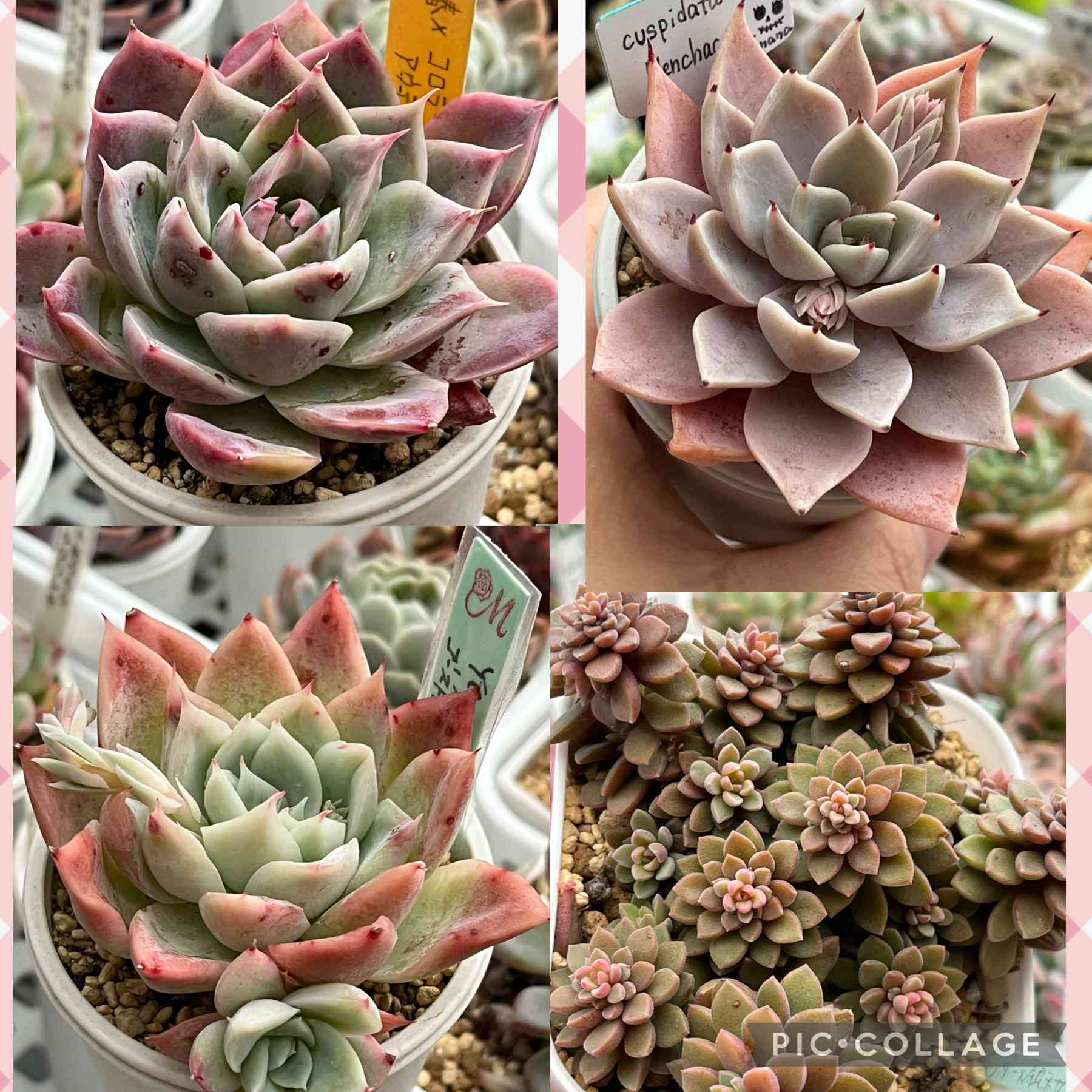 スプリングワンダー×銀天女の一覧｜🍀GreenSnap（グリーンスナップ）