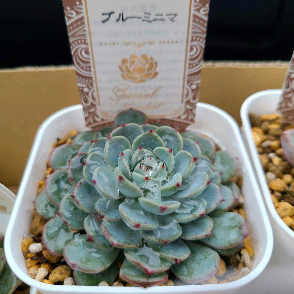 ブルーミニマの成長記録💜❤️｜🍀GreenSnap（グリーンスナップ）