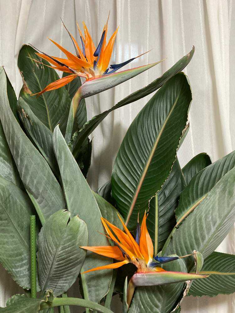 2024我が家のストレリチアレギネの開花｜🍀GreenSnap（グリーン