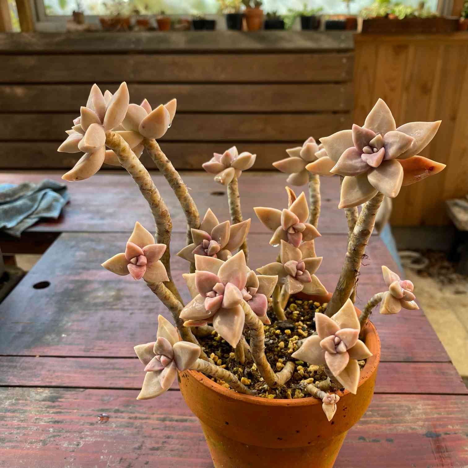 なな！珍しい！札のなる木カット苗　多肉植物 珍品 楽天市場】（多肉植物）おまかせプチ多肉 カット苗 10苗入り