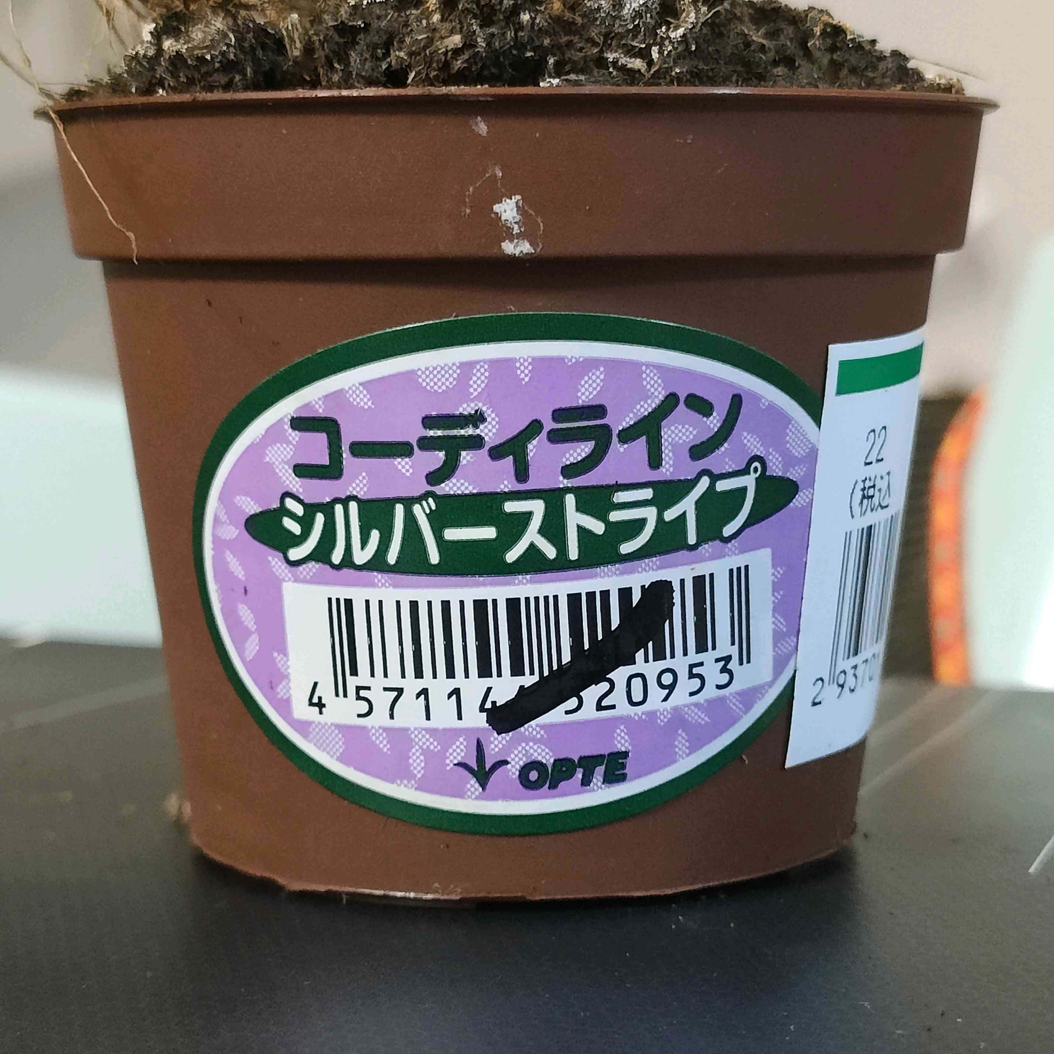 OPTEミニ観葉植物とその後 その1｜ GreenSnap（グリーンスナップ）