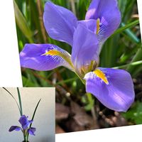 アヤメ,カンザキアヤメ,冬咲き,紫色の花,花友さんのお庭の画像