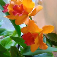 カトレア,カトレア,熱帯植物,今日のお花,観葉植物のある暮らしの画像