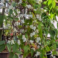 クレマチス,冬咲きクレマチス,冬咲きクレマチスアンスンエンシスA,冬咲きクレマチスアンスンエンシスA,冬咲き クレマチスの画像