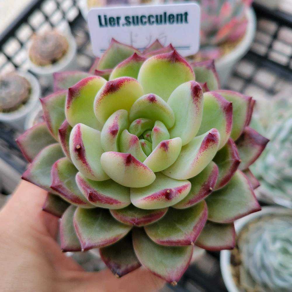 レッドソラ(tsunコレ)｜🍀GreenSnap（グリーンスナップ）