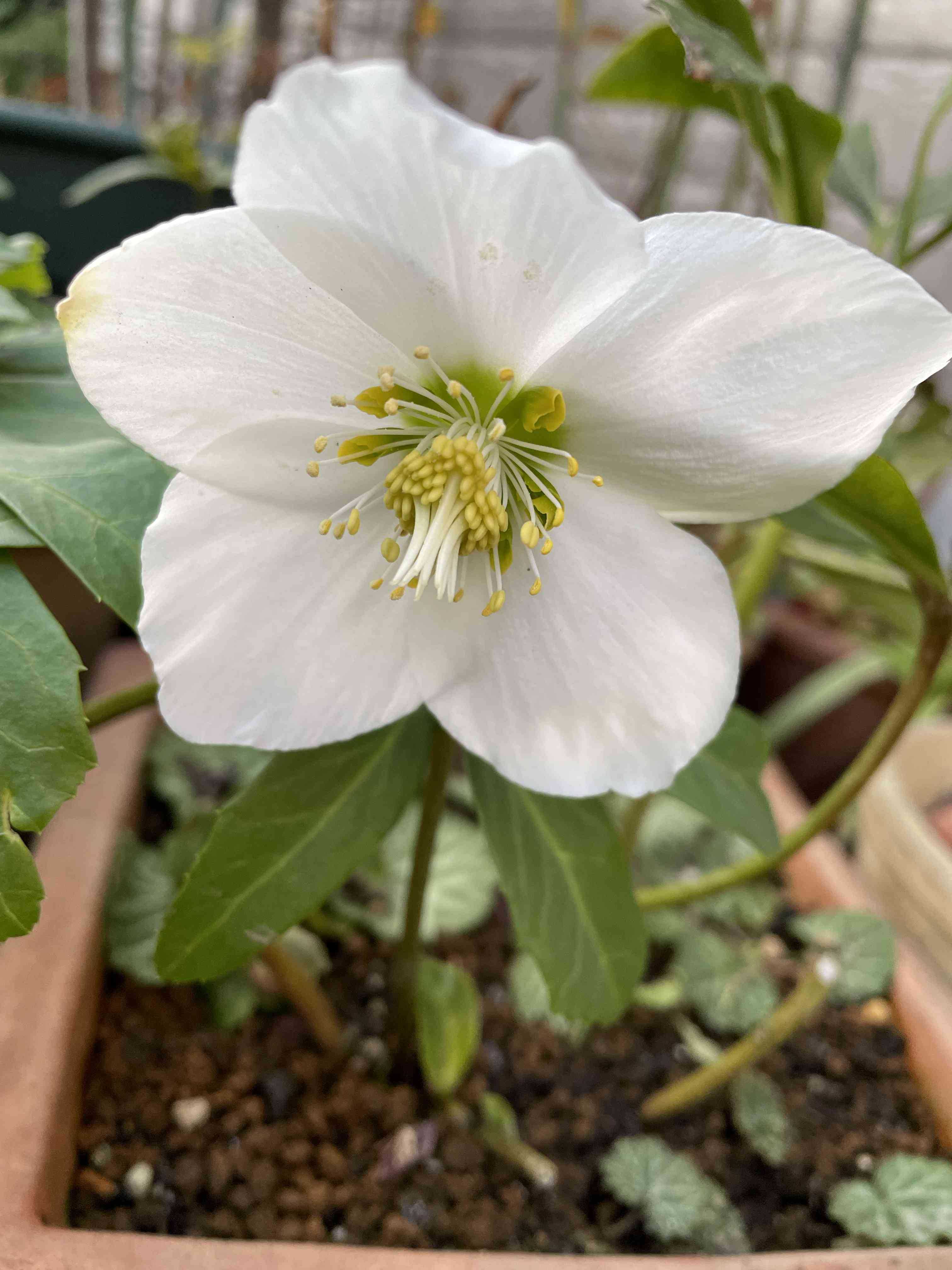 白い花🤍だヨ！全員集合🌻🐸🌵｜🍀GreenSnap（グリーンスナップ）