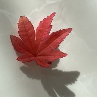 アセロラ,コハウチワ楓,葉っぱの画像