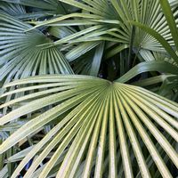棕櫚竹(シュロチク),多様性を愛する会,庭の画像