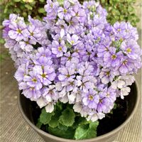 プリムラ,ワイヤープランツ,プリムラ マラコイデス,可愛い,もりもりの画像