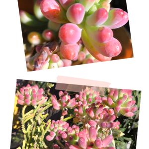 乙女心,多肉植物 寄せ植え,カリフォルニアサンセット,多肉植物,綺麗な色♡の画像