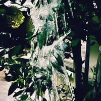 月桂樹,金沢市,石川県,チーム石川,庭の画像