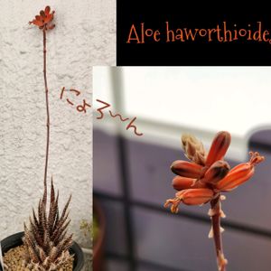 アロエ,アロエ ハオルチオイデス,多肉植物,観葉植物,花芽の画像