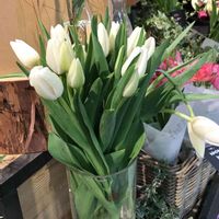 チューリップ,白花の画像