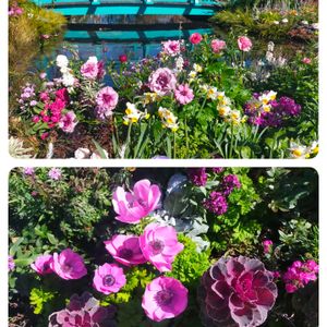 屋上庭園,花咲く乙女たち♡,植物色の毎日♡,穏やかな日々に感謝,被災地に心をよせての画像