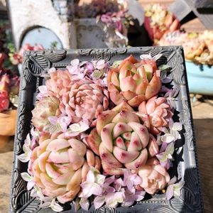 多肉植物 取りだそ 韓国苗 エケベリア ゼリーパープル