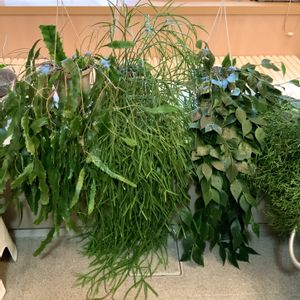 リプサリス,観葉植物,ホヤ,お風呂,植物のある暮らしの画像