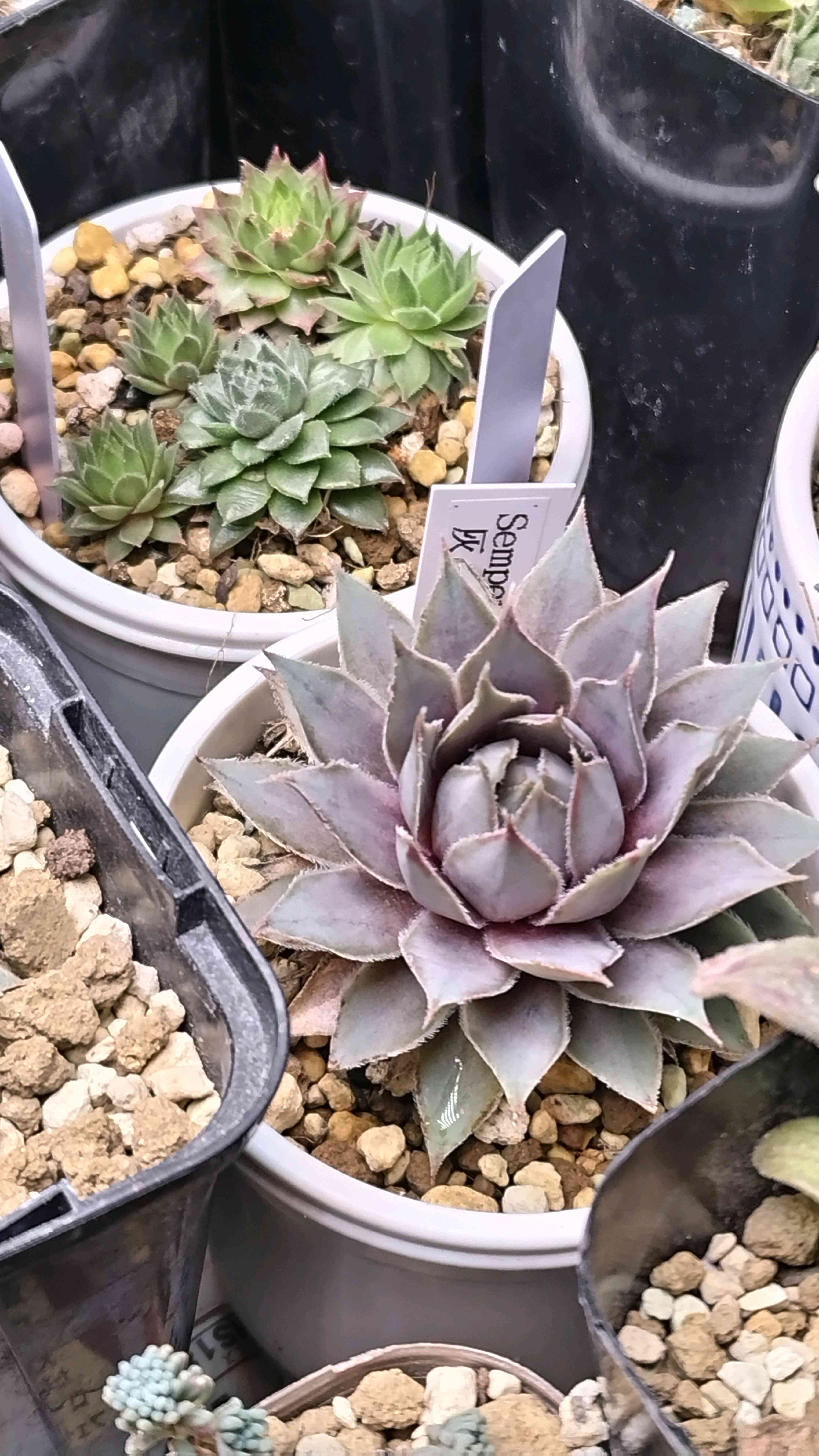 センペルビウム サンドロップの一覧｜🍀GreenSnap（グリーンスナップ）