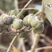 ウツギ,庭木,山野草,花木,樹木の画像