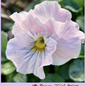フリル咲きパンジー,パンジー シエルブリエ,ハーブティー,一年草,ピンク色のお花の画像