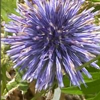 ルリタマアザミ,平和を願う,青い花マニア,美しく青きドヨウ,頑張ろう日本❣️の画像