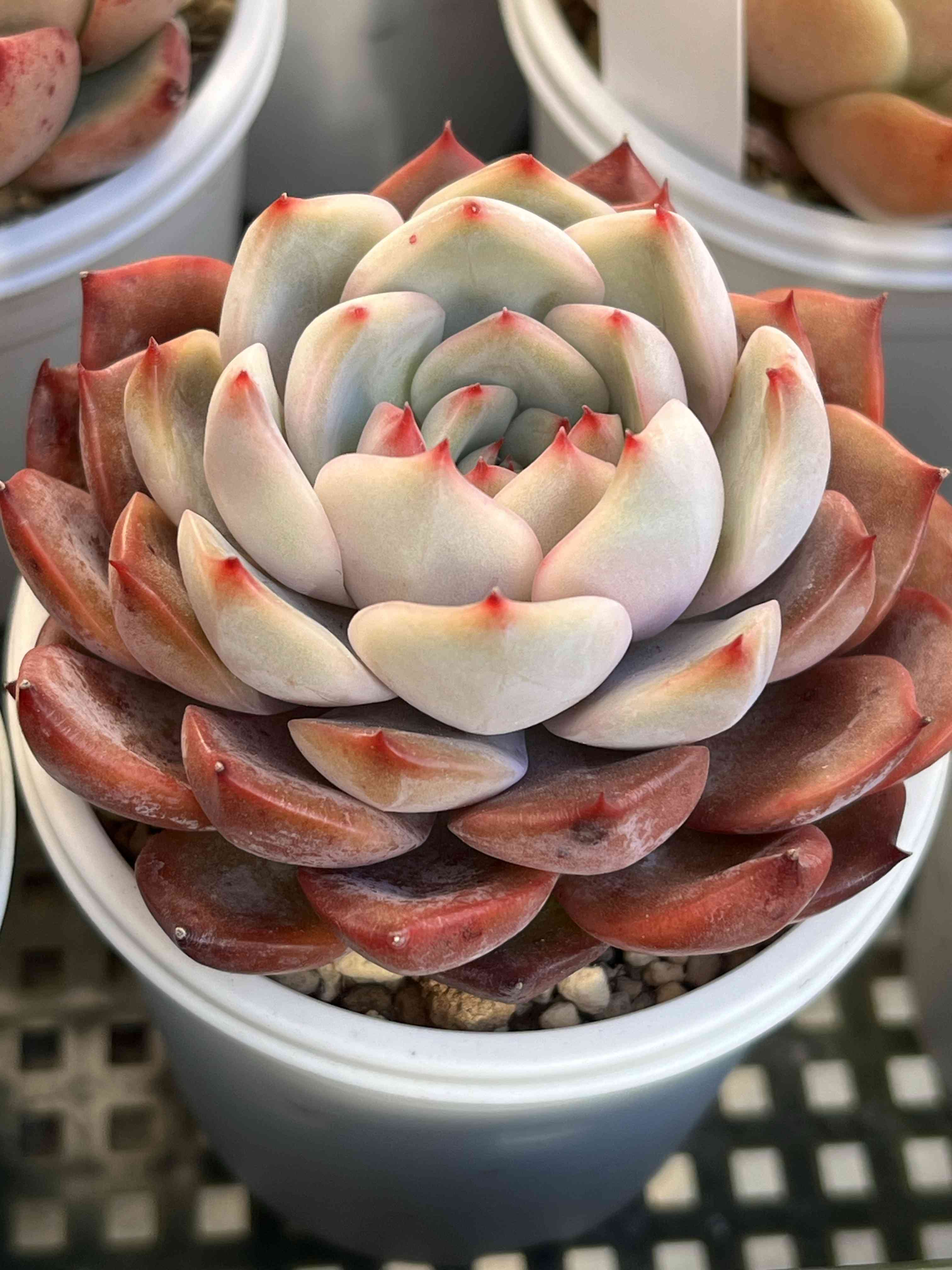 選抜苗✨多肉アンさん✨桜蓮❤️札付き✨ 選抜苗✨多肉アンさん✨桜蓮❤️札付き✨