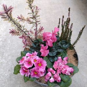 ビオラ,宿根イベリス,寄せ植え,花壇,ピンクの画像