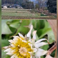 センダン,ナンテン,ハツユキカズラ,南天,タンポポの画像