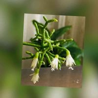 リプサリス,リプサリス･ケレウスクラ,多肉植物,かわいい,楽しみ〜の画像