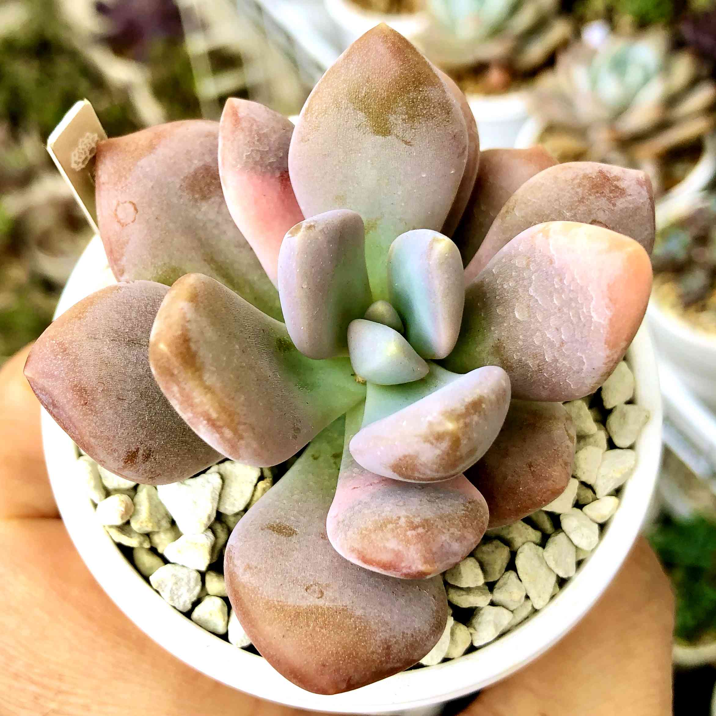 おまとめ中！39SALE！多肉植物^o^   ほろ酔い美人 今年も酔っ払いはじめました_:(ꈍ﹃ꈍ」 ∠):_ほろ酔い美人