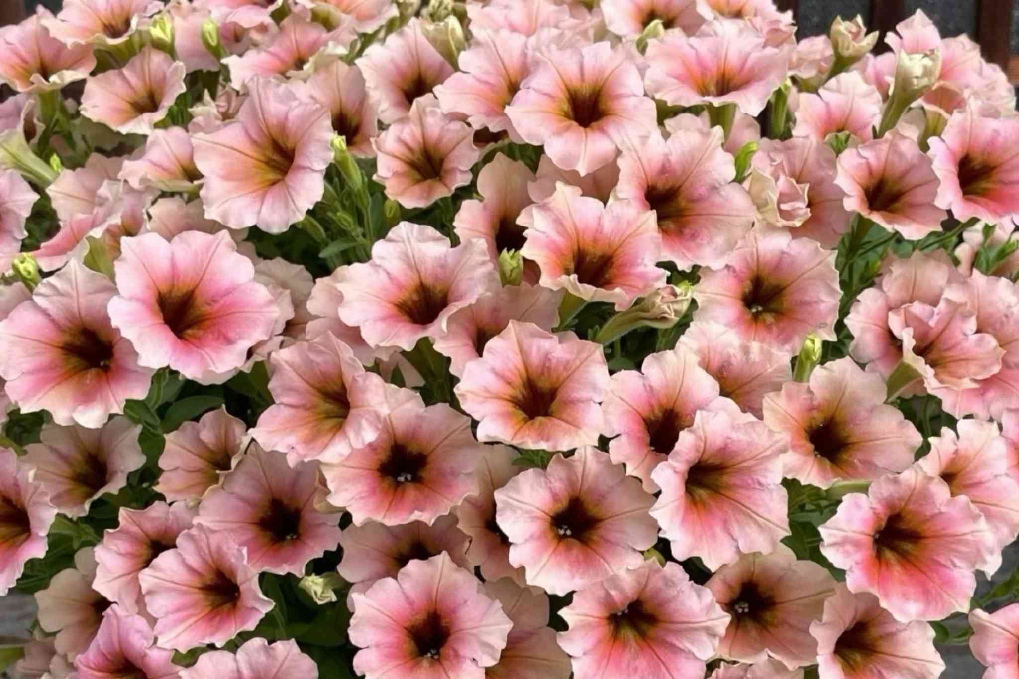 2023年 夏の花｜🍀GreenSnap（グリーンスナップ）