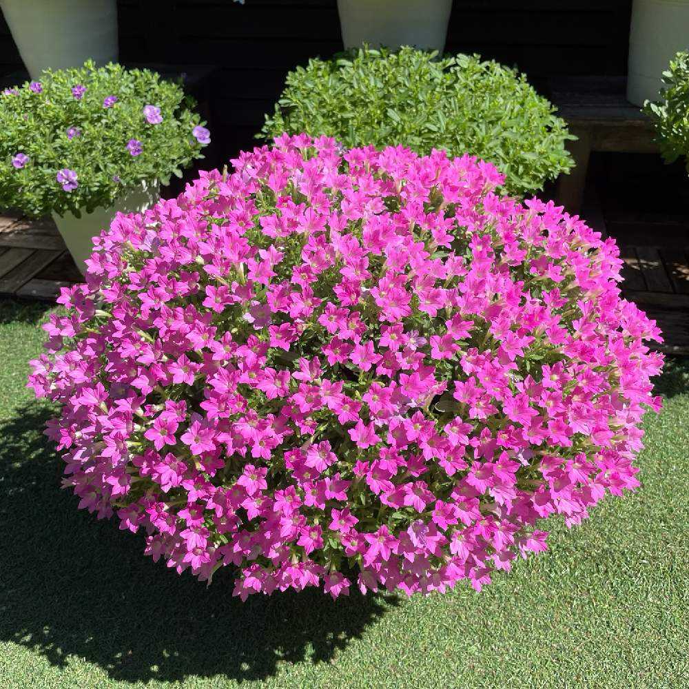 2023年 夏の花｜🍀GreenSnap（グリーンスナップ）