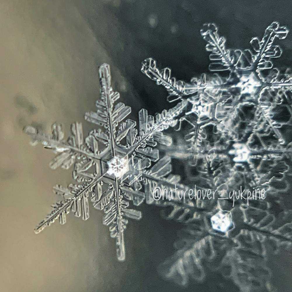 ティムホルツ 葉っぱ、雪結晶、蝶々、木カッティングダイ