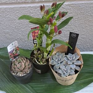 トマト,デンドロビウム春陽 ハルヒ,アガボイテスルメール
(エケベリア属),アガボイテスルメール
(エケベリア属),ゴースティー
(八ヶ岳ﾌﾞﾗﾝﾄﾞ)の画像