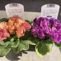 プリムラ　ジュリアンの画像