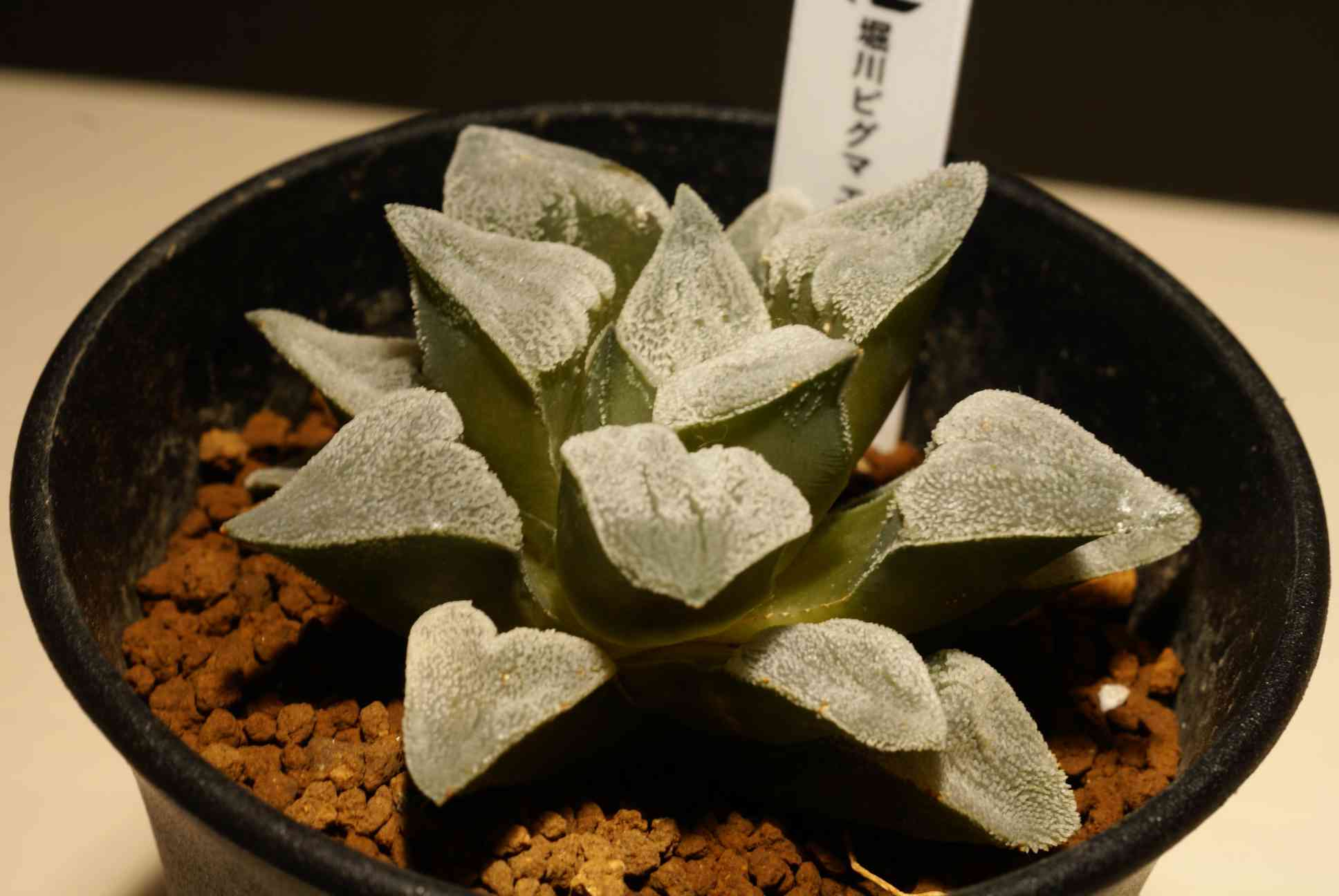 ハオルチア koelmaniorum Aセット BS018 ハオルチア・コエルマニオルム