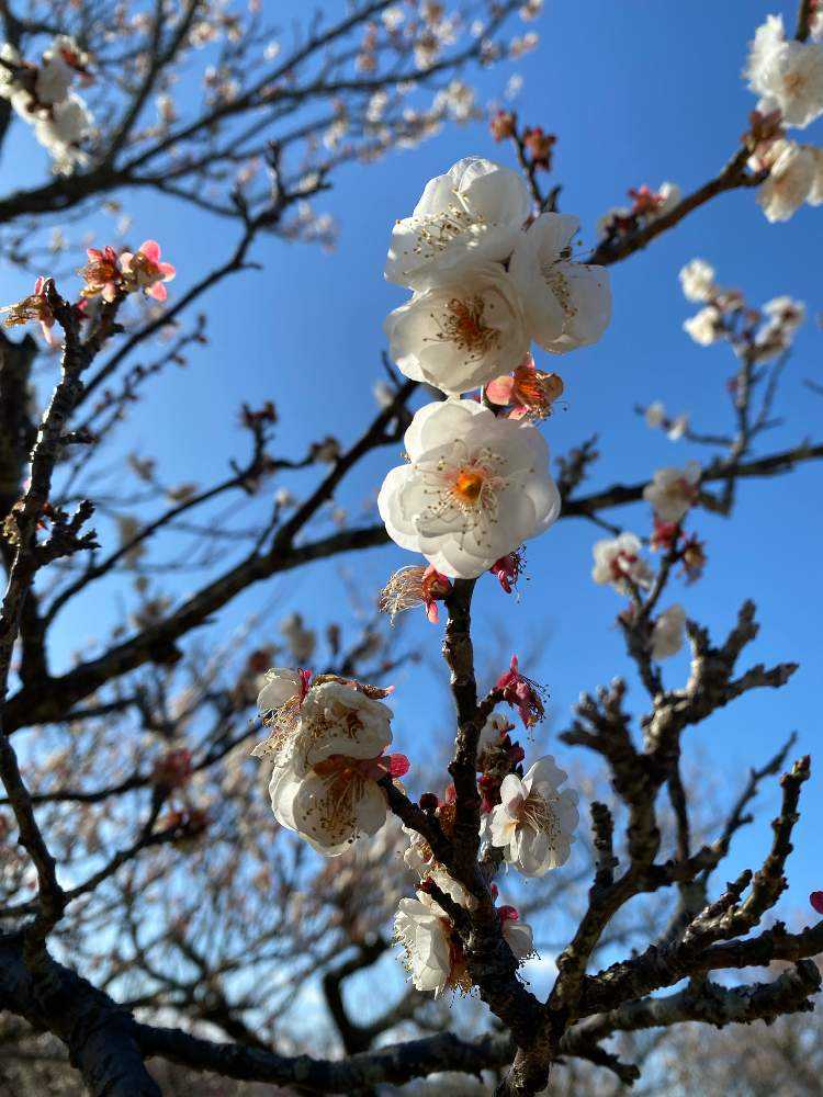 春慶塗り × 梅の花 Amazon｜DIFEIUKI 造花 紅梅 梅の花 8本セット 枯れない 人工花