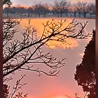 ネズミモチ,ムクゲ,紅梅,クスノキ,白梅の画像