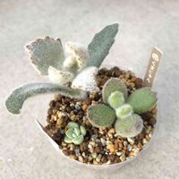 月兎耳,クリオネ,くまにゃん,プリンうさぎ,成長記録 プリンうさぎの画像