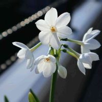 スイセン,スイセン,水仙,ペーパーホワイト,ペーパーホワイトの画像