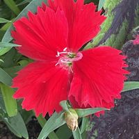 セキチク,花壇,ガーデニング,山野草,ナデシコ科の画像