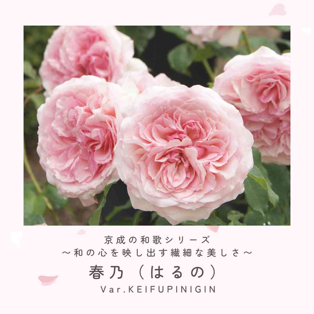 ピンクのバラの投稿画像 by 京成バラ園芸(株)バラ営業部さん｜ロゼット