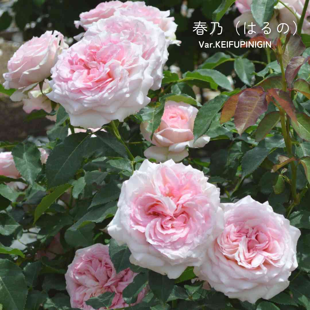 ピンクのバラの投稿画像 by 京成バラ園芸(株)バラ営業部さん｜ロゼット