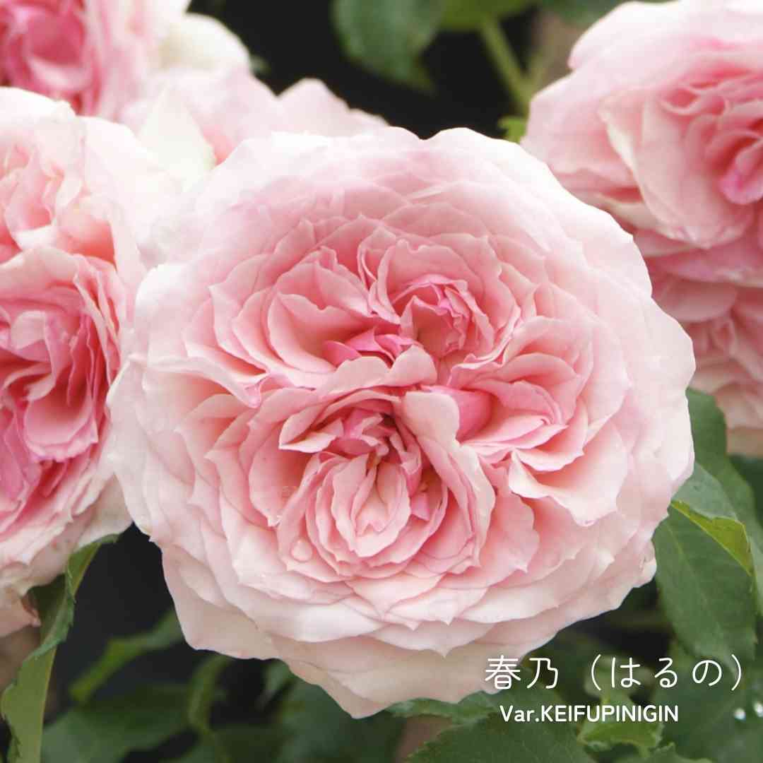 ウィーンの薔薇ピンク　ボンボニエール ピンクのバラの投稿画像 by 京成バラ園芸(株)バラ営業部さん｜ロゼット