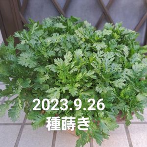 ミニトマト,ルッコラ,ベビーリーフ,春菊,春菊の画像